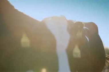 China’s 3D Bioprinting Vascular Animals Have Been Successfully Tested in Vivo